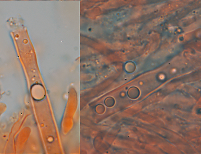 Fotoreportage di uno Stereum (credo!) (Stereum gausapatum)